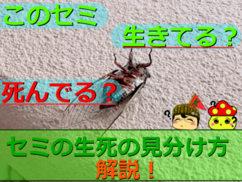 Thumbnail of post image 032